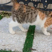 حیوان خانگی|گربه|دالخانی, |دیوار