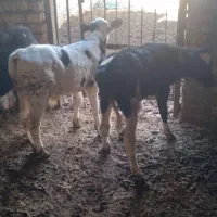 گوساله|حیوانات مزرعه|قنوات, |دیوار