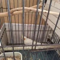 عروس هلندی نرو ماده