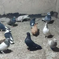 برای فروش طبق تصاویر که میبینید|پرنده|شیراز, دشت چنار|دیوار