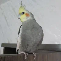 عروس هلندی ۸ ماهه نر بازیگوش با قفس