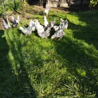 تخم مرغ گلین اصل فول ریش 20000تومان|حیوانات مزرعه|تهران, شهرآرا|دیوار