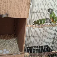 جفت مولد طوطی سنگال ۴ تخم