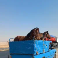 خرید فروش مادیان