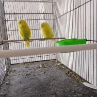 مرغ عشق انگلیسی|پرنده|پیرانشهر, |دیوار