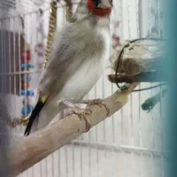 سهره ریزه خوان.طوطی سانان بزرگ جثه،حسن پاروت