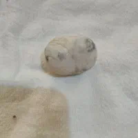 سنگ قیمتی فروشی|کلکسیون اشیاء عتیقه|بشاریات, |دیوار