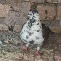 کفتر ماده سوسکی|پرنده|اصفهان, فیزادان|دیوار
