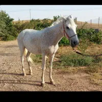اسب|اسب و تجهیزات اسب‌سواری|مشهد, پنجتن|دیوار