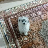 فروش فوری