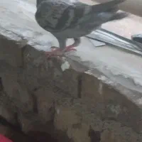 دو عدد موقلف مگزی