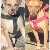 پیتبول امریکن وارداتی مولد