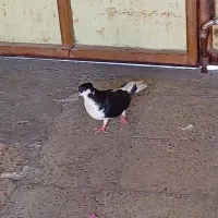 کبوتر