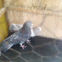 سرور‌پرشی|پرنده|ری, تقی آباد|دیوار