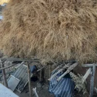 یونجه|حیوانات مزرعه|آوج, |دیوار