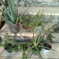 گل و کاکتوس|گل و گیاه طبیعی|نیشابور, بلوار گلها|دیوار