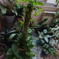 گل آپارتمانی