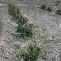 فروش ۱۰۰۰ متری دشت بجد