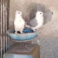 پشت طاووسی