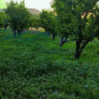 باغ سیب زار