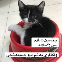 واگذاری بچه گربه دی اس اچ