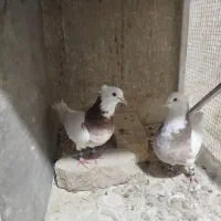 یک جفت کبوتر طوقی سرخ|پرنده|مبارکه, |دیوار