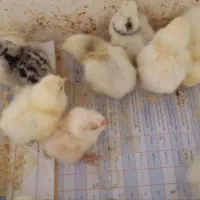 جوجه برهما و ابریشمی وشاخداراصل