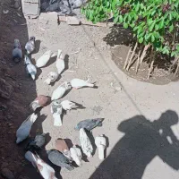 فروشی|پرنده|جیرفت, |دیوار