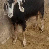 بره وکهره  بز چاق|حیوانات مزرعه|مرودشت, ده بید|دیوار