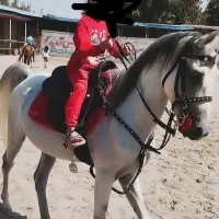 اسب|اسب و تجهیزات اسب‌سواری|مراغه, |دیوار