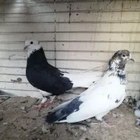 دوتا کفتر ماده پرشی