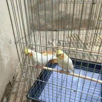 عروس هلندی لوتینو