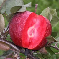 نهال میوه پیوندی