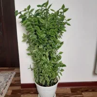 پدیلانتوس|گل و گیاه طبیعی|کومله, |دیوار