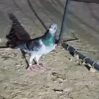 کبوتر