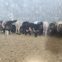 بره پای پروار|حیوانات مزرعه|وحدتیه, |دیوار