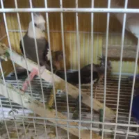 عروس هلندی جفت وتعداد