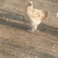 3عددخروس برهما|حیوانات مزرعه|بانه, |دیوار