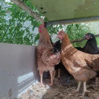 خروس گل باقالی جوان|حیوانات مزرعه|شیراز, کوزه گری|دیوار