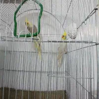 جفت عروس هلندی کاردرست