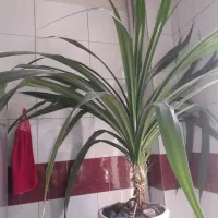 گل آپارتمانی|گل و گیاه طبیعی|فردوسیه, |دیوار