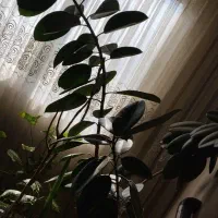 گل فیکوس سر حال قول پیکر|گل و گیاه طبیعی|مشهد, سرافرازان|دیوار