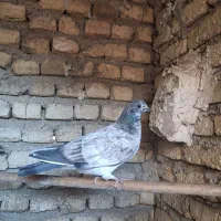 کفتر پرنده|پرنده|قرچک, زیبا شهر|دیوار