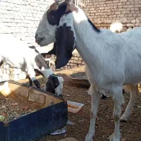 بز کره|حیوانات مزرعه|میبد, |دیوار