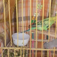 دو عدد مرغ عشق نر، آواز خان|پرنده|تهران, سازمان برنامه جنوبی|دیوار