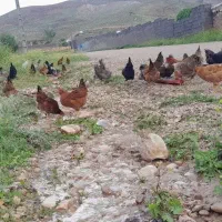 فروش مرغ وخروس