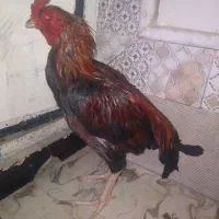 خروس فروشی|حیوانات مزرعه|سراوان, |دیوار