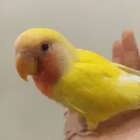 طوطی برزیلی گم شده