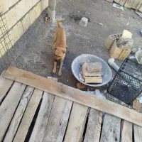 سگ پاکوتاه ماده|سگ|آشخانه, |دیوار