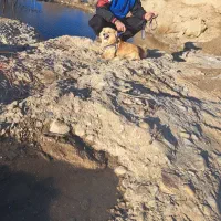 سگ نژادپاکوتا|سگ|اراک, |دیوار